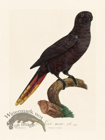 Barraband Parrot 049